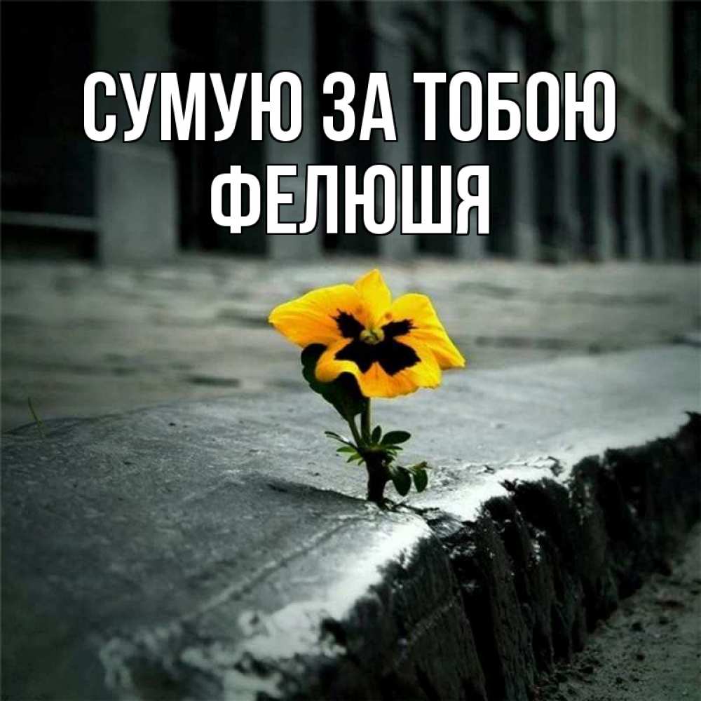 Открытка на каждый день з підписом, Фелюшя Сумую за тобою надеюсь будет лучше Прикольна листівка з побажанням онлайн скачати безкоштовно 