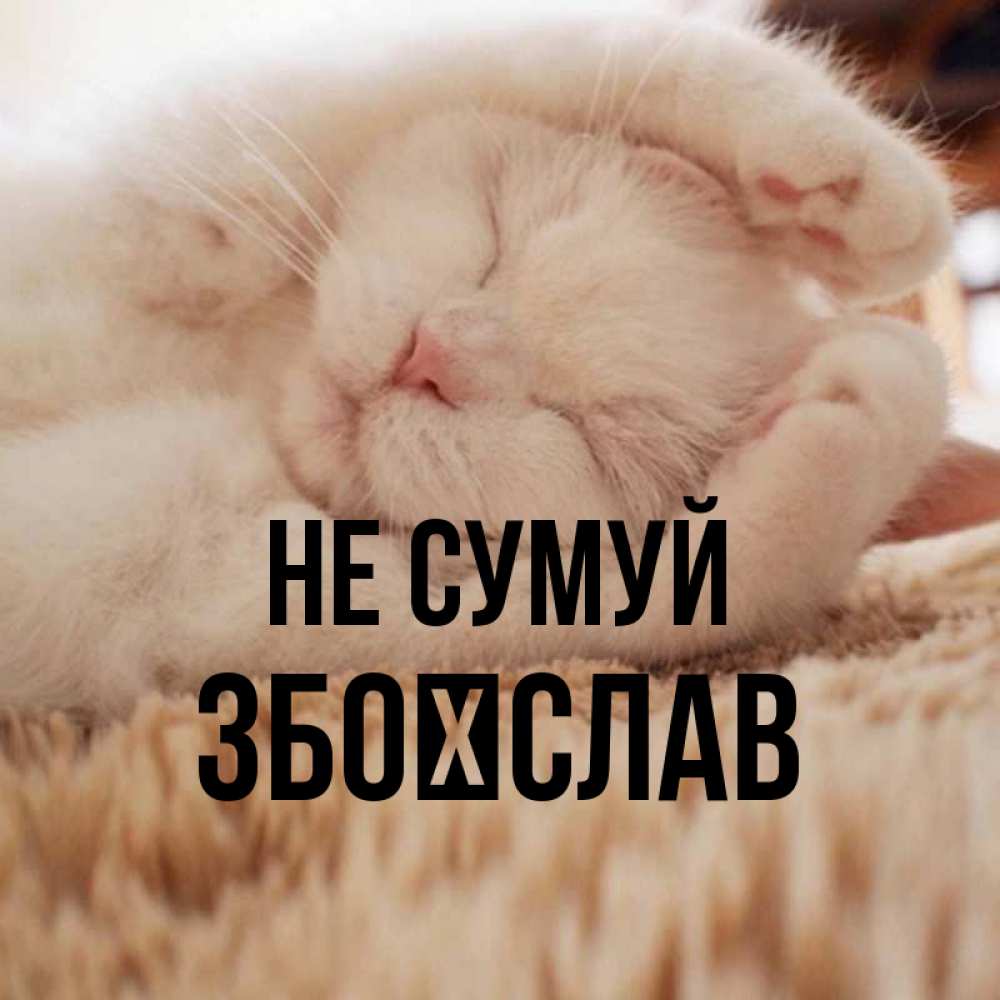 Открытка на каждый день з підписом, Збоїслав Не сумуй Котенок спит Прикольна листівка з побажанням онлайн скачати безкоштовно 
