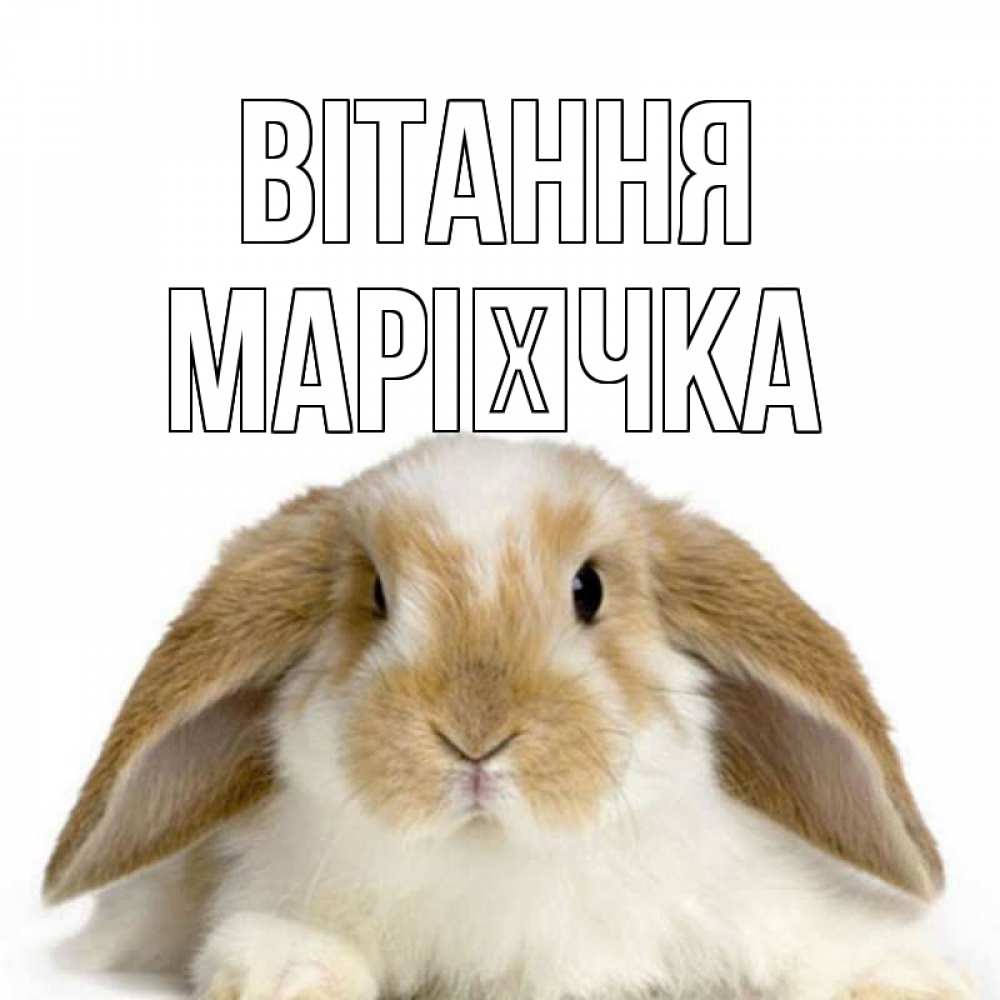 Открытка на каждый день з підписом, Марієчка Вітання с животными Прикольна листівка з побажанням онлайн скачати безкоштовно 