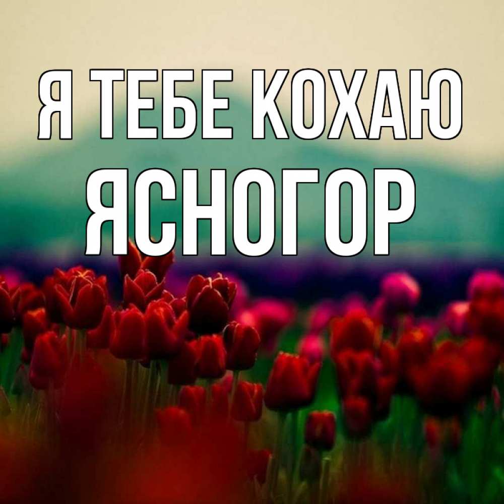 Открытка на каждый день з підписом, Ясногор Я тебе кохаю тюльпаны 4 Прикольна листівка з побажанням онлайн скачати безкоштовно 