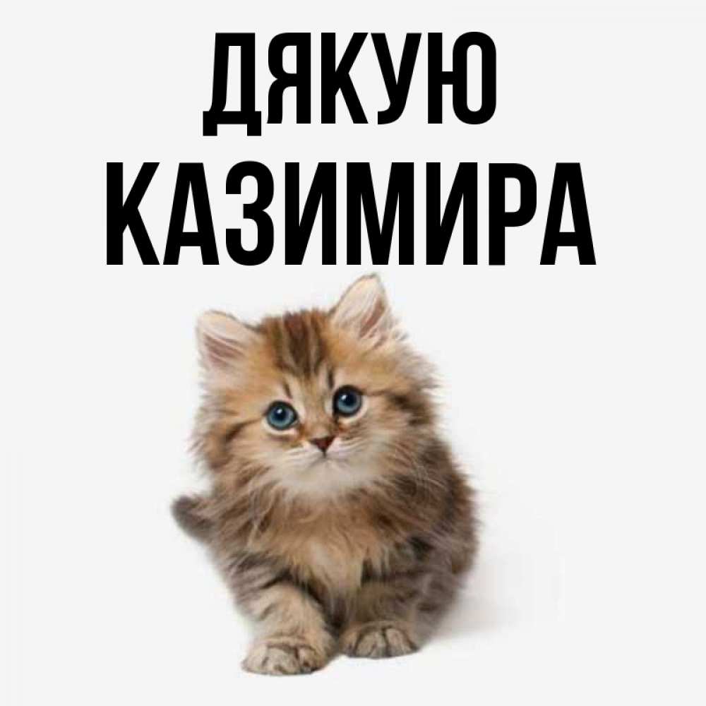 Открытка на каждый день з підписом, Казимира Дякую пушистый котик Прикольна листівка з побажанням онлайн скачати безкоштовно 