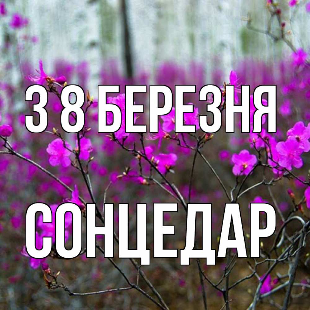 Открытка на каждый день з підписом, Сонцедар З 8 БЕРЕЗНЯ дикие цветы Прикольна листівка з побажанням онлайн скачати безкоштовно 