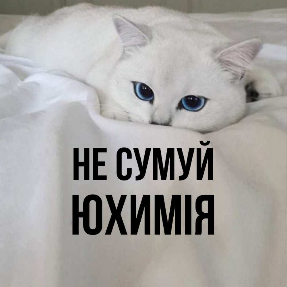 Открытка на каждый день з підписом, Юхимія Не сумуй Голубоглазая кошка Прикольна листівка з побажанням онлайн скачати безкоштовно 