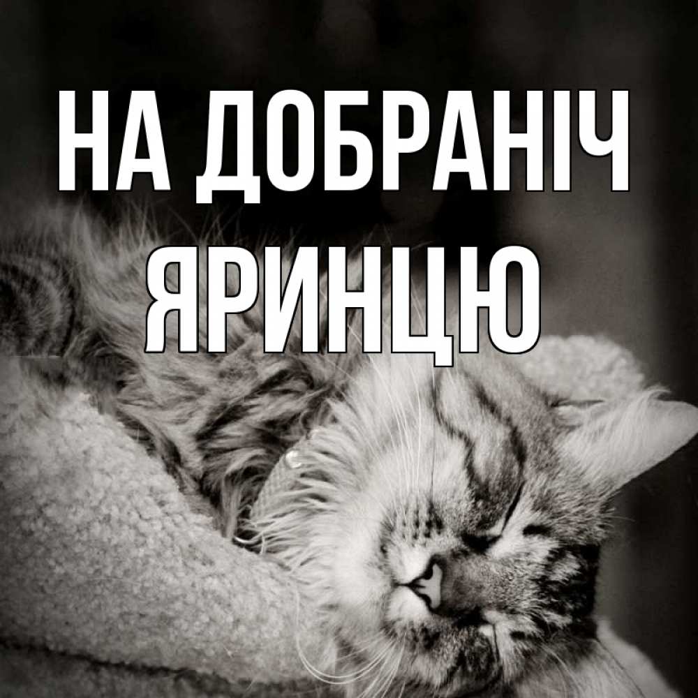 Открытка на каждый день з підписом, Яринцю На добраніч котярик пушистый Прикольна листівка з побажанням онлайн скачати безкоштовно 