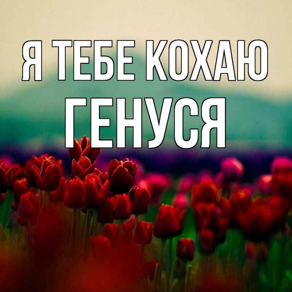 Открытка на каждый день з підписом, Генуся Я тебе кохаю тюльпаны 4 Прикольна листівка з побажанням онлайн скачати безкоштовно 