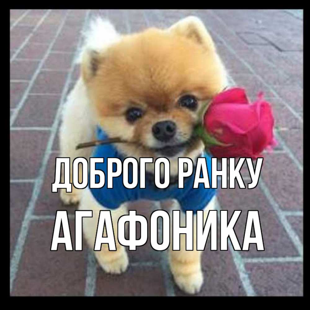 Открытка на каждый день з підписом, Агафоника Доброго ранку роза в зубах Прикольна листівка з побажанням онлайн скачати безкоштовно 