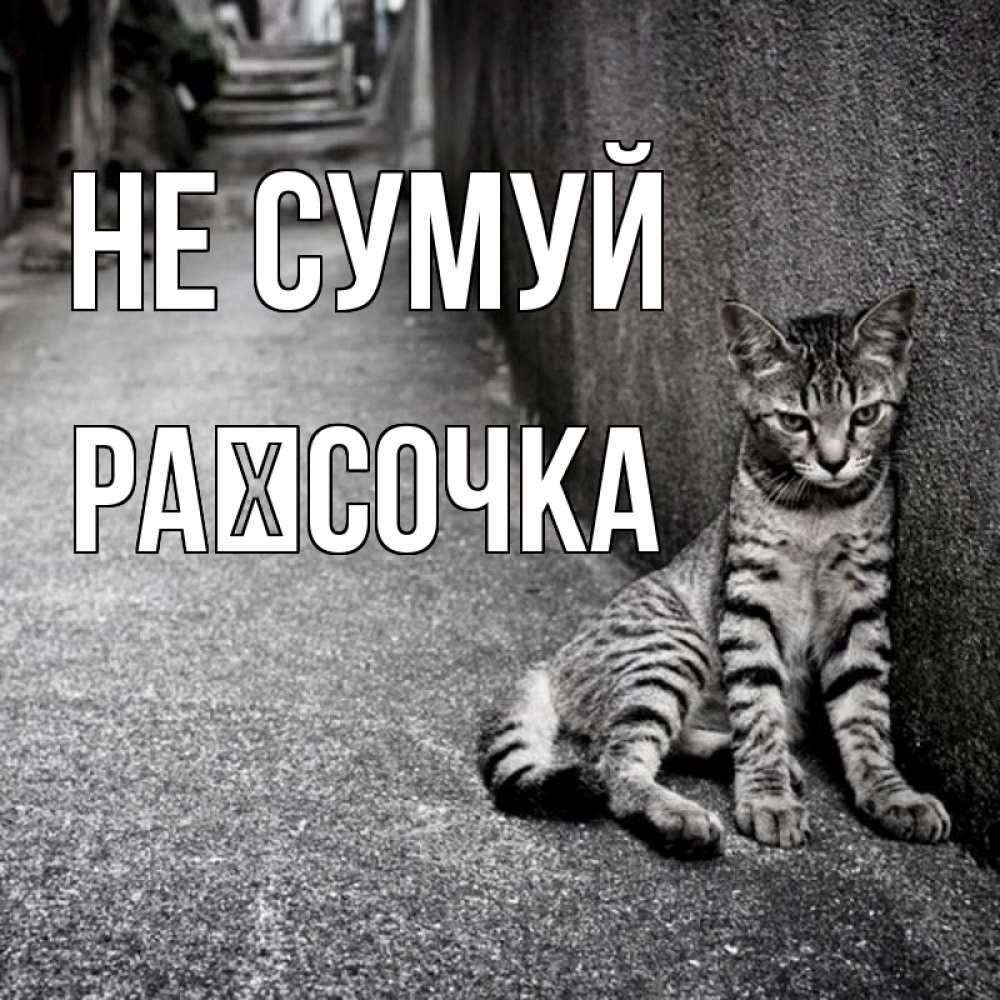 Открытка на каждый день з підписом, Раїсочка Не сумуй скучающий котик Прикольна листівка з побажанням онлайн скачати безкоштовно 
