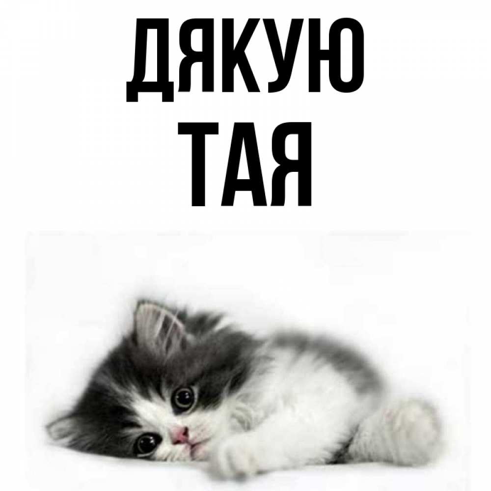 Открытка на каждый день з підписом, Тая Дякую черный и белый кот Прикольна листівка з побажанням онлайн скачати безкоштовно 