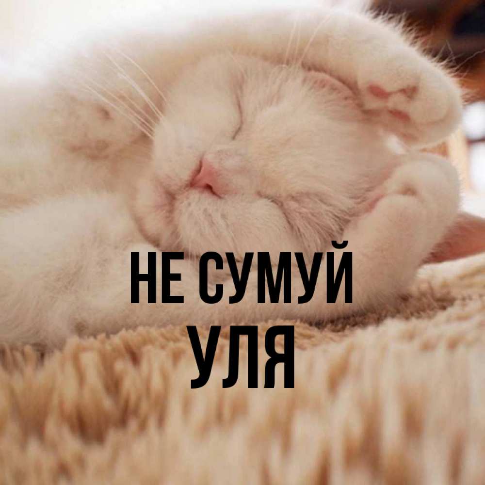 Открытка на каждый день з підписом, Уля Не сумуй Котенок спит Прикольна листівка з побажанням онлайн скачати безкоштовно 