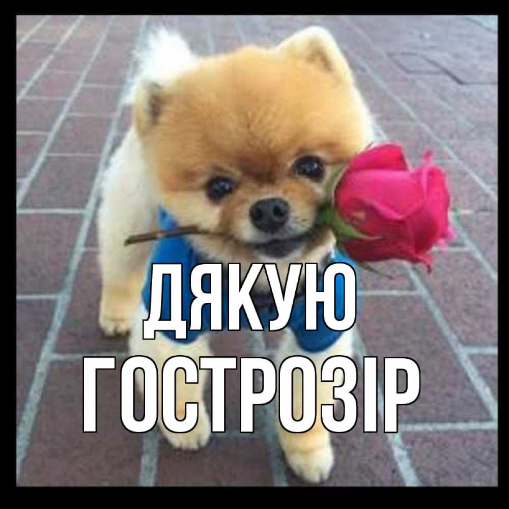 Открытка на каждый день з підписом, Гострозір Дякую спасибо и дарю тебе цветок Прикольна листівка з побажанням онлайн скачати безкоштовно 