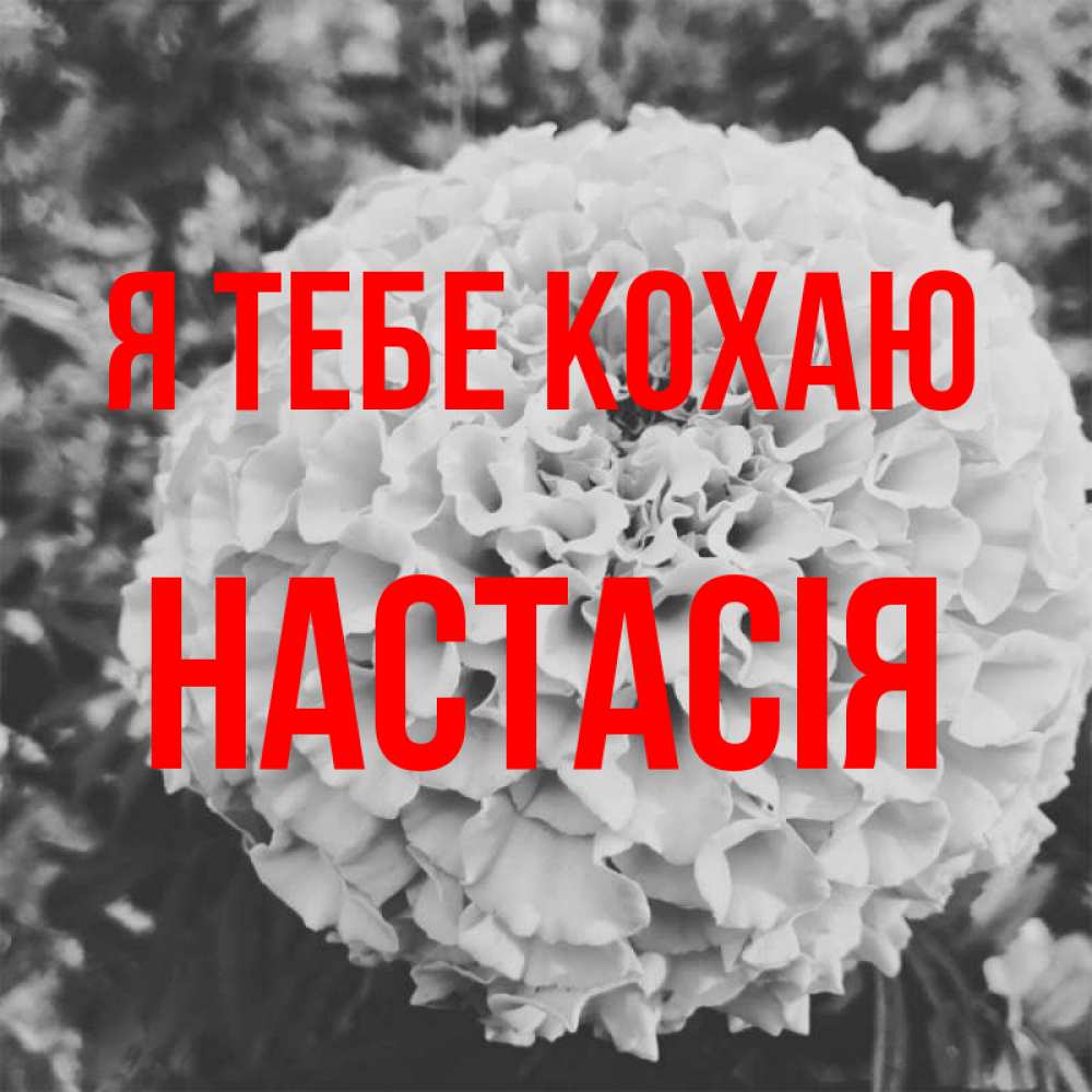 Открытка на каждый день з підписом, Настасія Я тебе кохаю подпись Прикольна листівка з побажанням онлайн скачати безкоштовно 