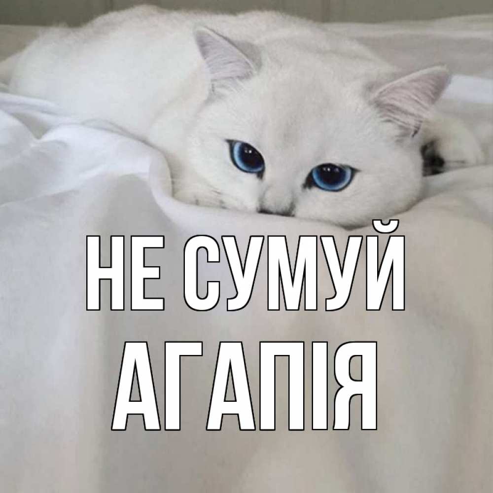 Открытка на каждый день з підписом, Агапія Не сумуй белый кот с голубыми глазами на белоснежной кровати Прикольна листівка з побажанням онлайн скачати безкоштовно 
