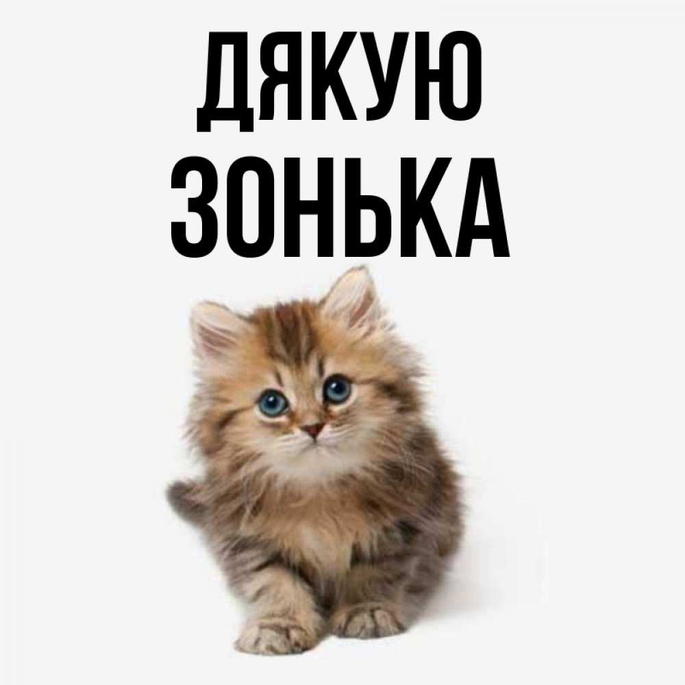 Открытка на каждый день з підписом, Зонька Дякую пушистый котик Прикольна листівка з побажанням онлайн скачати безкоштовно 