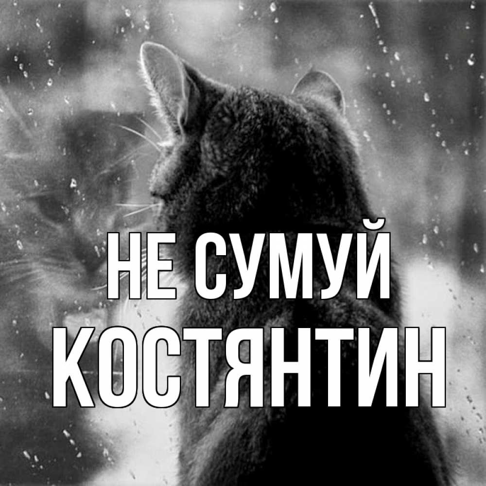 Открытка на каждый день з підписом, Костянтин Не сумуй отражение кота 1 Прикольна листівка з побажанням онлайн скачати безкоштовно 