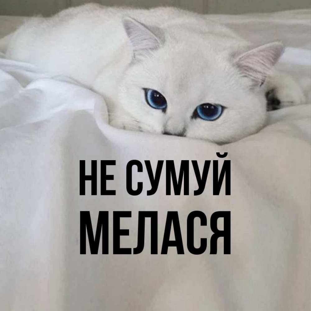 Открытка на каждый день з підписом, Мелася Не сумуй Голубоглазая кошка Прикольна листівка з побажанням онлайн скачати безкоштовно 
