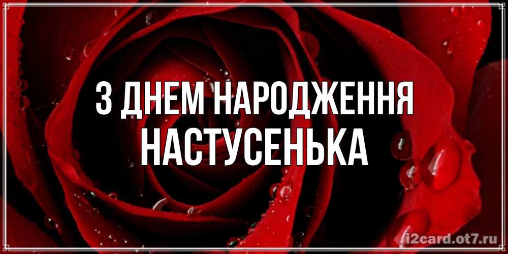 Открытка на каждый день з підписом, Настусенька З Днем народження крупная бордовая роза Прикольна листівка з побажанням онлайн скачати безкоштовно 