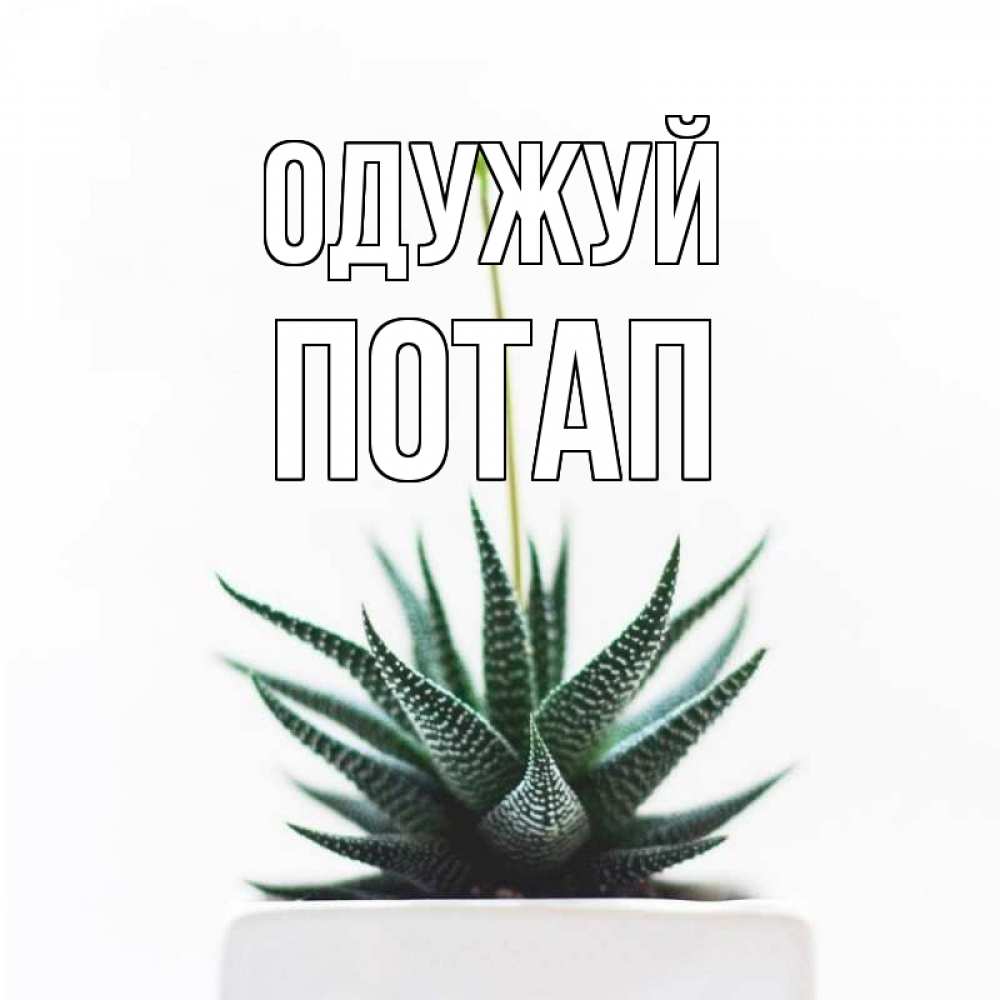 Открытка на каждый день з підписом, Потап Одужуй короче это непонятная колючка Прикольна листівка з побажанням онлайн скачати безкоштовно 