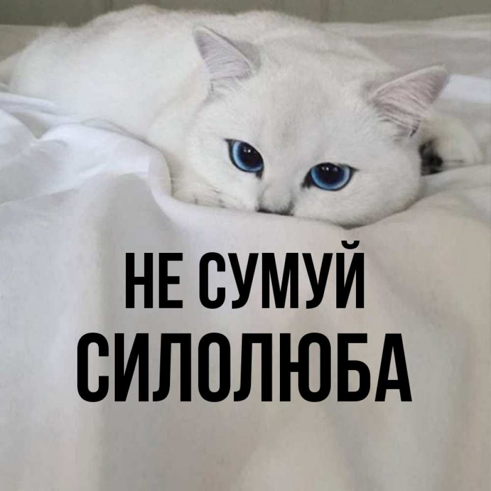Открытка на каждый день з підписом, Силолюба Не сумуй Голубоглазая кошка Прикольна листівка з побажанням онлайн скачати безкоштовно 