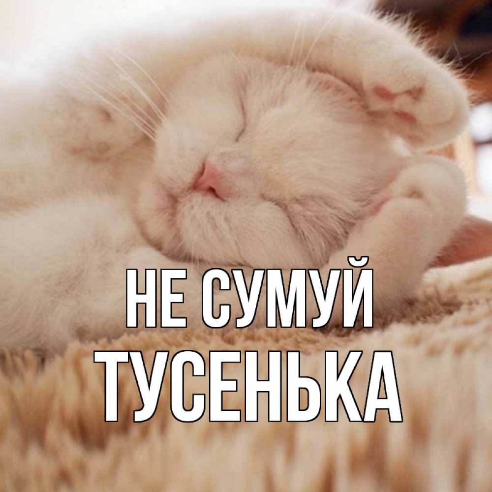 Открытка на каждый день з підписом, Тусенька Не сумуй белый кот Прикольна листівка з побажанням онлайн скачати безкоштовно 