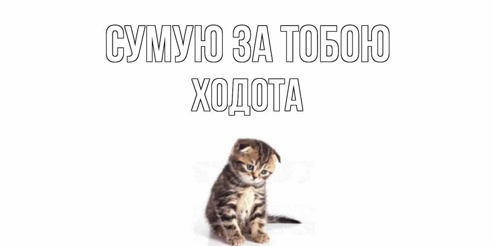 Открытка на каждый день з підписом, Ходота Сумую за тобою кот Прикольна листівка з побажанням онлайн скачати безкоштовно 
