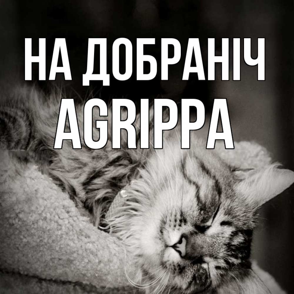 Открытка на каждый день з підписом, Agrippa На добраніч котярик пушистый Прикольна листівка з побажанням онлайн скачати безкоштовно 