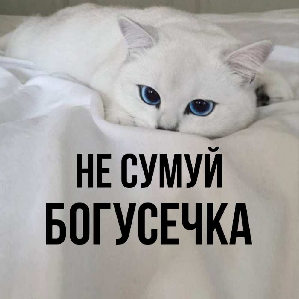 Открытка на каждый день з підписом, Богусечка Не сумуй Голубоглазая кошка Прикольна листівка з побажанням онлайн скачати безкоштовно 
