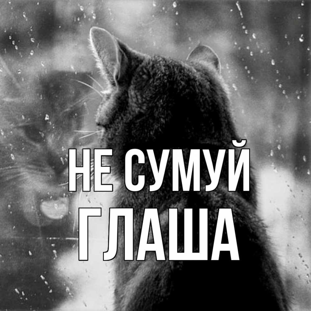 Открытка на каждый день з підписом, Глаша Не сумуй отражение кота 1 Прикольна листівка з побажанням онлайн скачати безкоштовно 