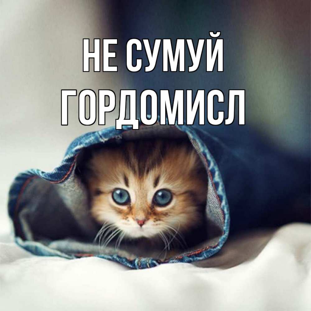 Открытка на каждый день з підписом, Гордомисл Не сумуй кот в одежде Прикольна листівка з побажанням онлайн скачати безкоштовно 