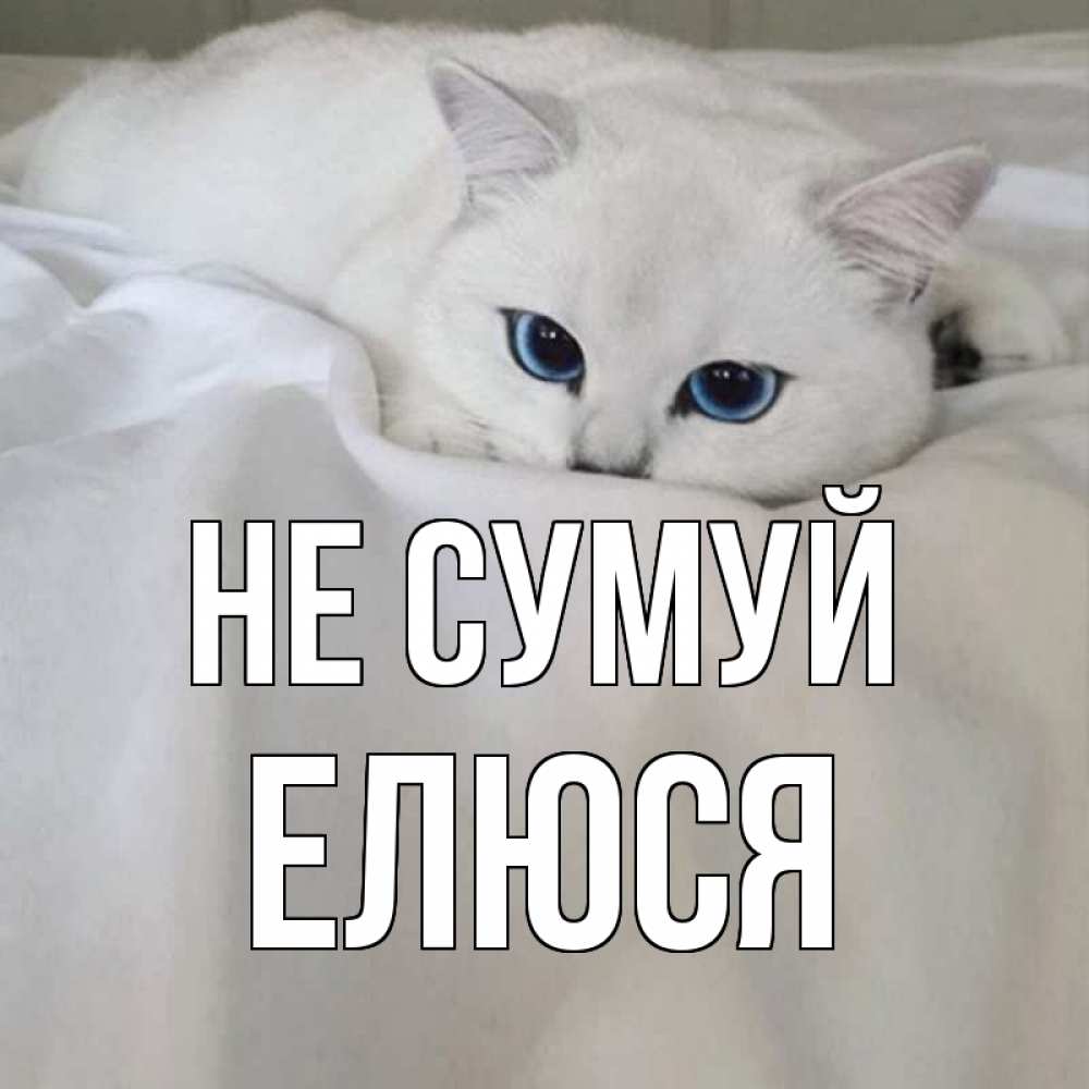 Открытка на каждый день з підписом, Елюся Не сумуй белый кот с голубыми глазами на белоснежной кровати Прикольна листівка з побажанням онлайн скачати безкоштовно 