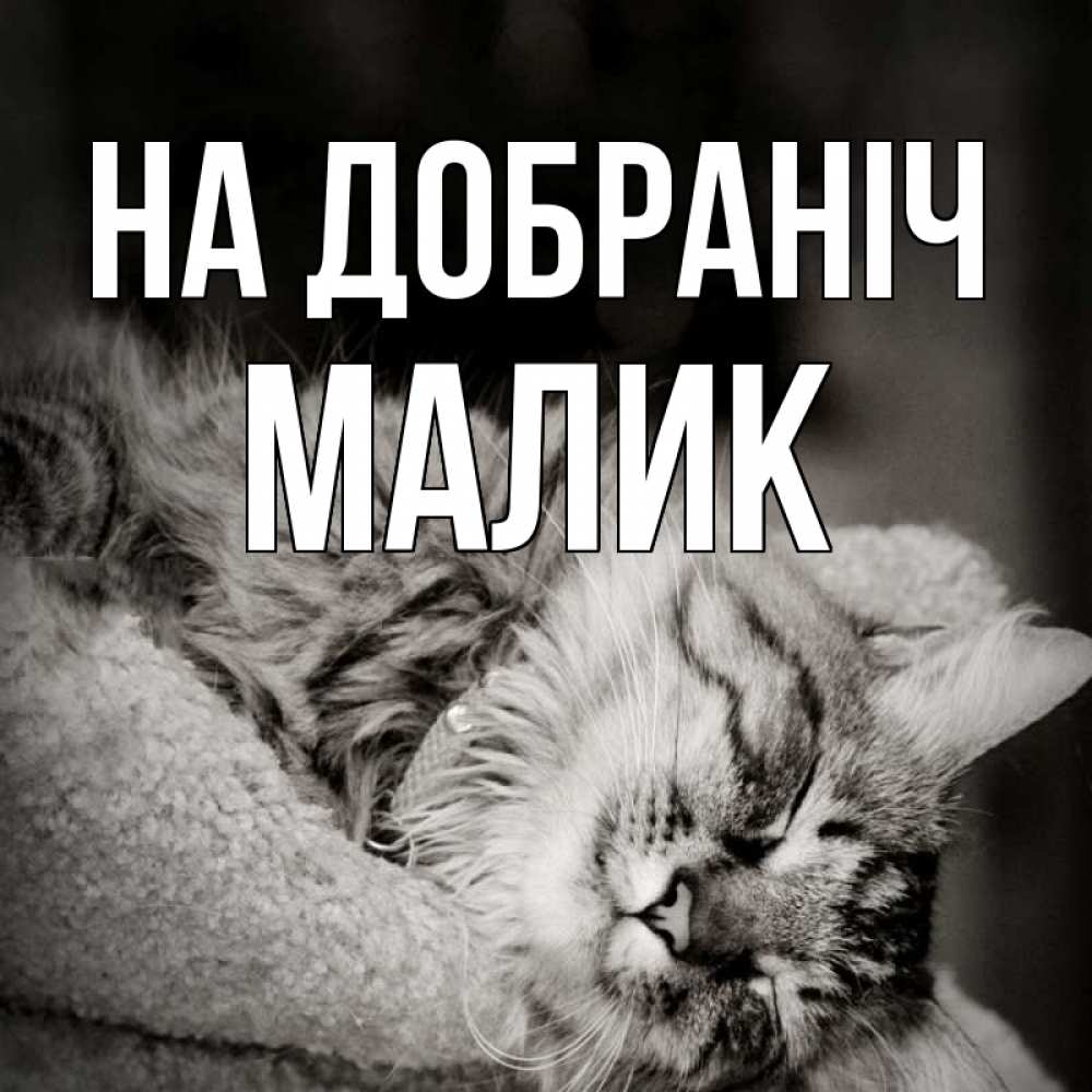 Открытка на каждый день з підписом, Малик На добраніч котярик пушистый Прикольна листівка з побажанням онлайн скачати безкоштовно 