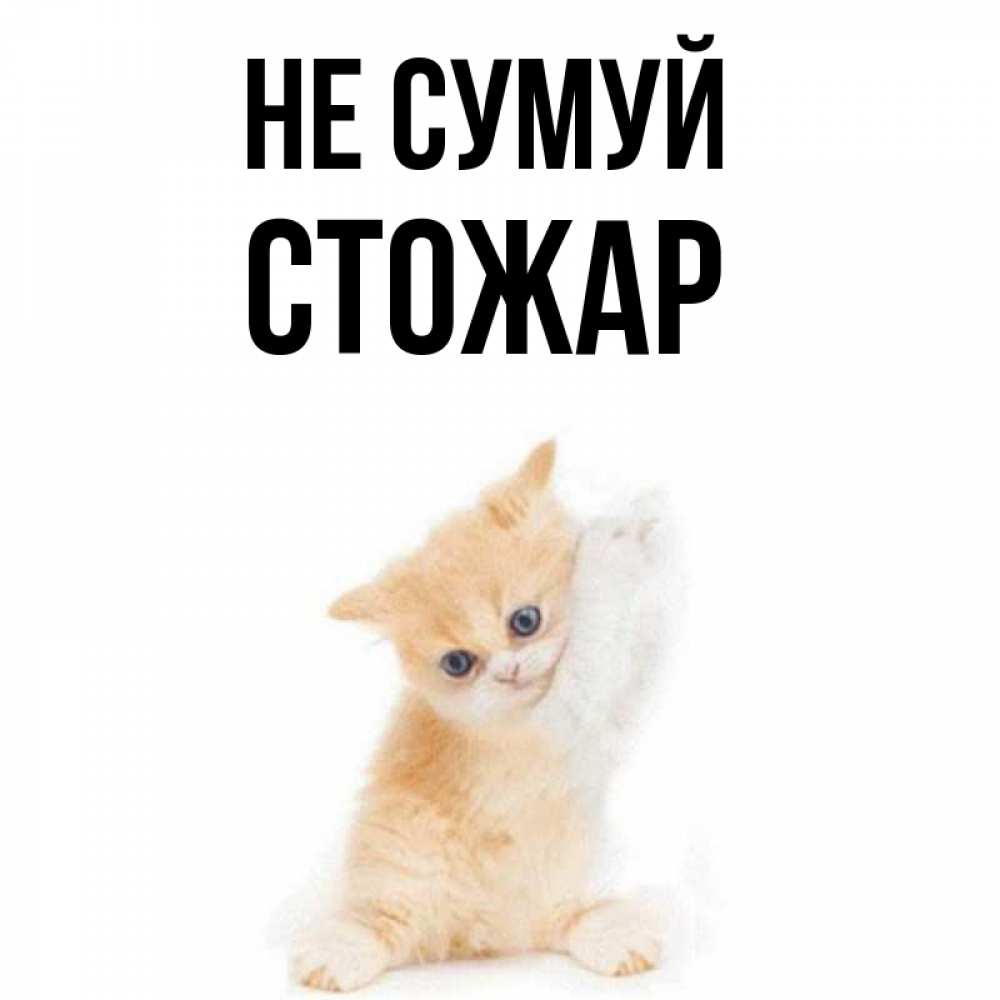 Открытка на каждый день з підписом, Стожар Не сумуй просящий кот Прикольна листівка з побажанням онлайн скачати безкоштовно 