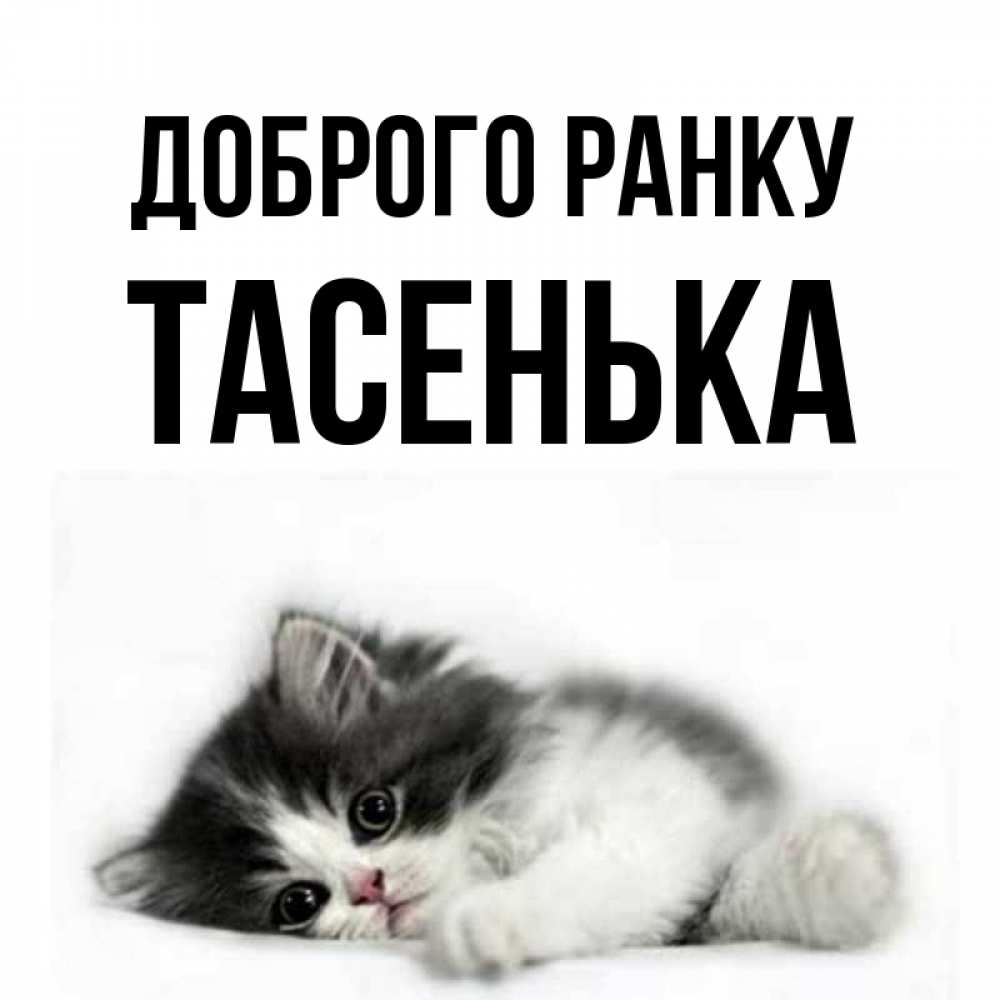 Открытка на каждый день з підписом, Тасенька Доброго ранку кот лапки Прикольна листівка з побажанням онлайн скачати безкоштовно 