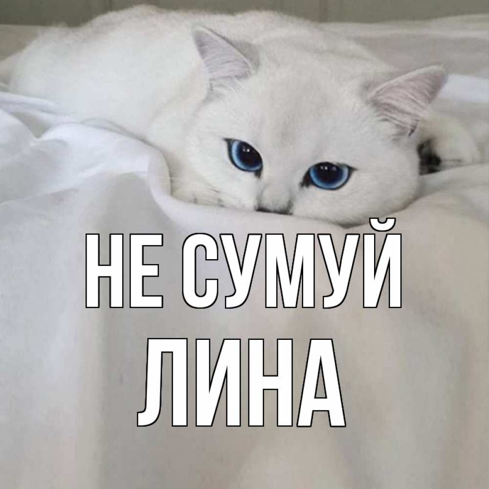 Открытка на каждый день з підписом, Лина Не сумуй белый кот с голубыми глазами на белоснежной кровати Прикольна листівка з побажанням онлайн скачати безкоштовно 