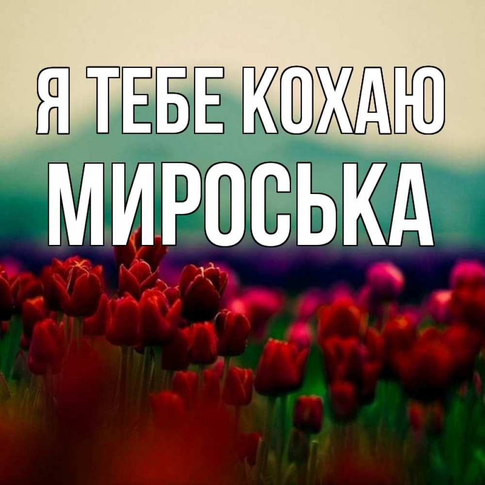 Открытка на каждый день з підписом, Мироська Я тебе кохаю тюльпаны 4 Прикольна листівка з побажанням онлайн скачати безкоштовно 