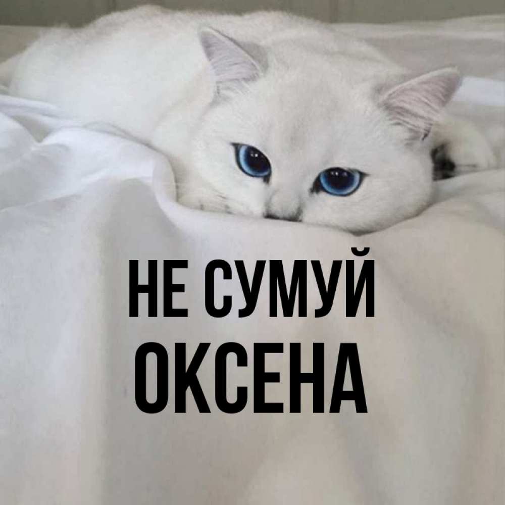 Открытка на каждый день з підписом, Оксена Не сумуй Голубоглазая кошка Прикольна листівка з побажанням онлайн скачати безкоштовно 