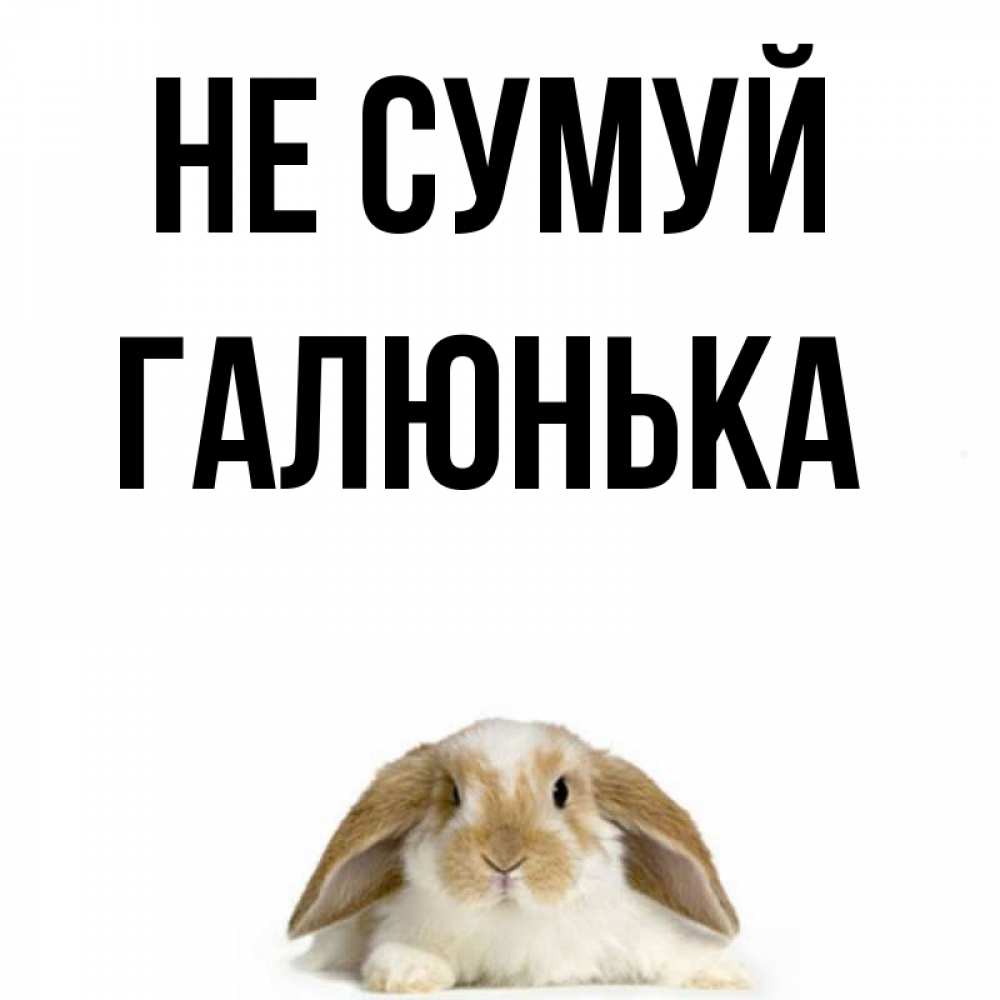 Открытка на каждый день з підписом, Галюнька Не сумуй коричнево белый заяц с большими ушками Прикольна листівка з побажанням онлайн скачати безкоштовно 