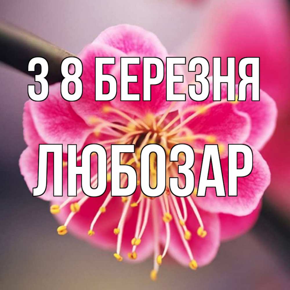 Открытка на каждый день з підписом, Любозар З 8 БЕРЕЗНЯ цветы Прикольна листівка з побажанням онлайн скачати безкоштовно 