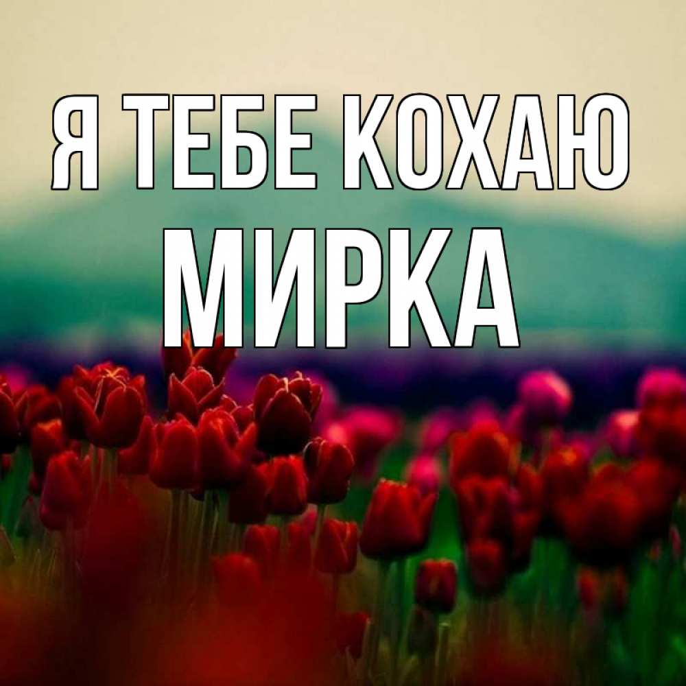 Открытка на каждый день з підписом, Мирка Я тебе кохаю тюльпаны 4 Прикольна листівка з побажанням онлайн скачати безкоштовно 
