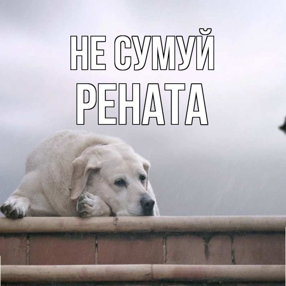 Открытка на каждый день з підписом, Рената Не сумуй белый пес 1 Прикольна листівка з побажанням онлайн скачати безкоштовно 