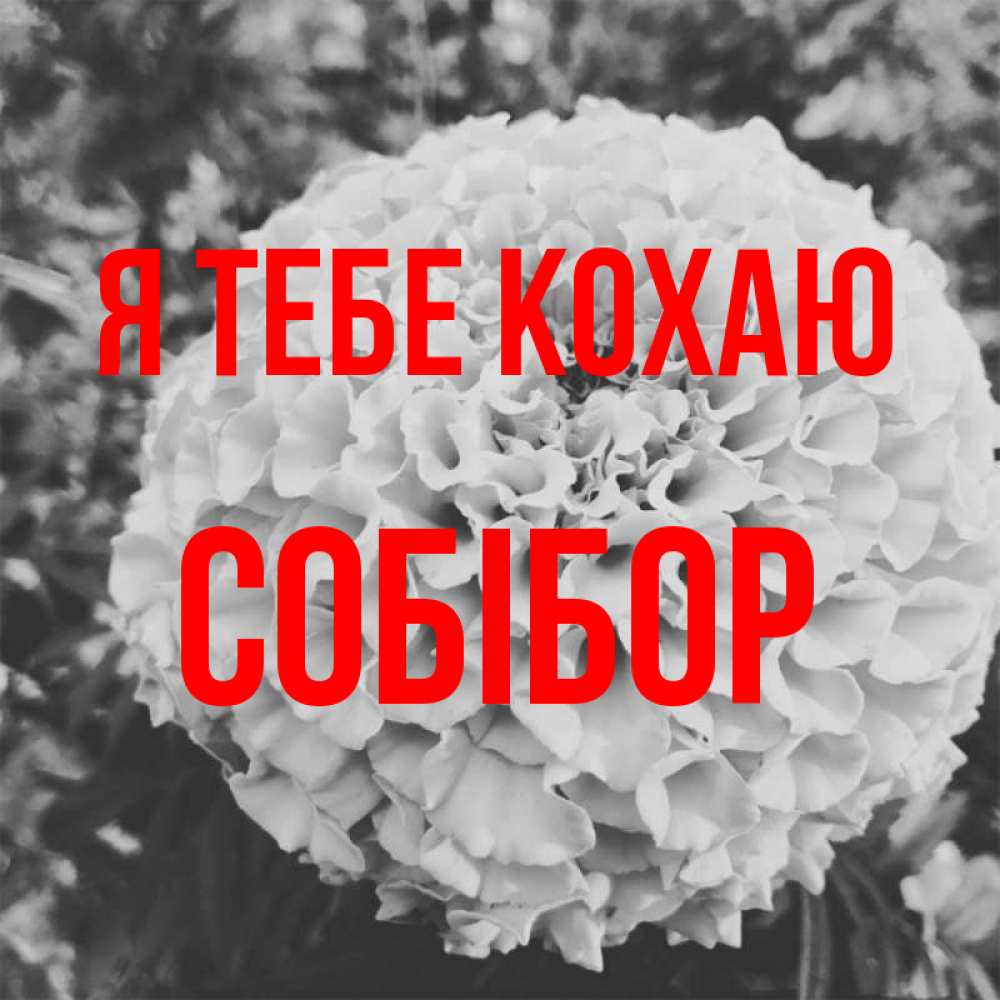 Открытка на каждый день з підписом, Собібор Я тебе кохаю подпись Прикольна листівка з побажанням онлайн скачати безкоштовно 