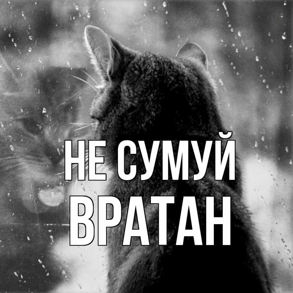 Открытка на каждый день з підписом, Вратан Не сумуй отражение кота 1 Прикольна листівка з побажанням онлайн скачати безкоштовно 