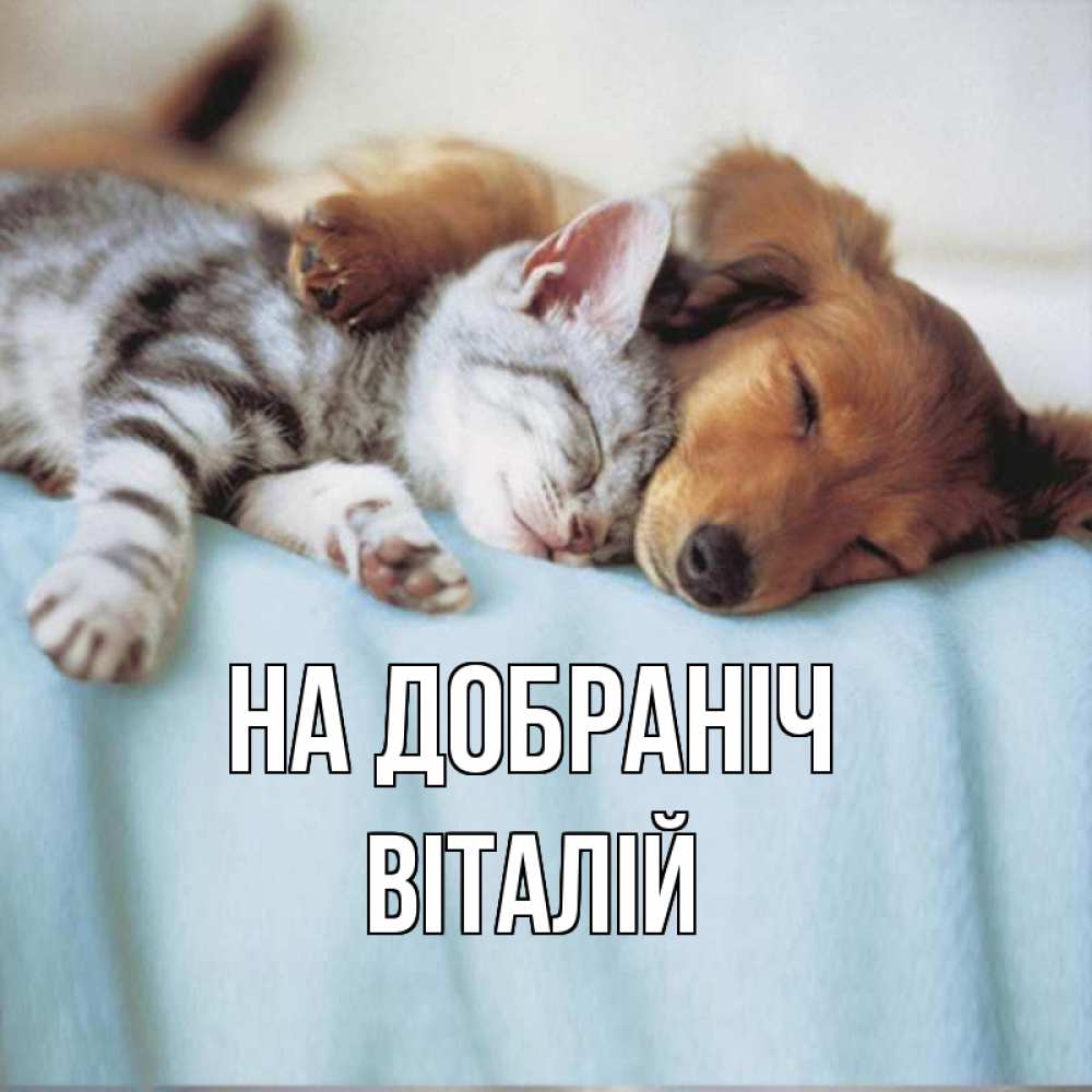 Открытка на каждый день з підписом, Віталій На добраніч с животными Прикольна листівка з побажанням онлайн скачати безкоштовно 