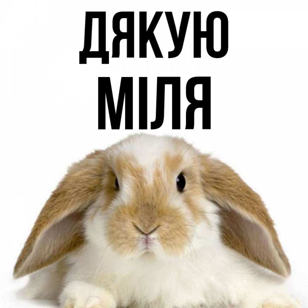 Открытка на каждый день з підписом, Міля Дякую коричнево белый заяц Прикольна листівка з побажанням онлайн скачати безкоштовно 
