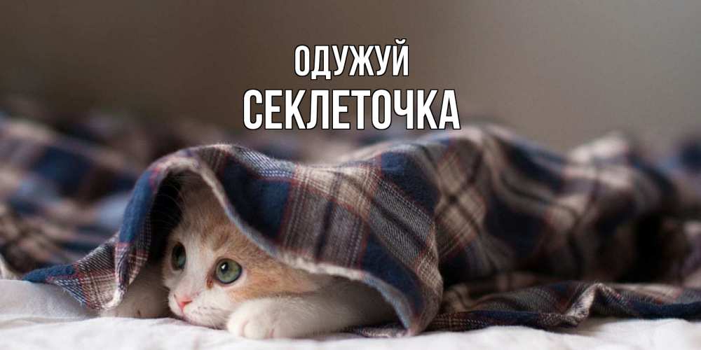 Открытка на каждый день з підписом, Секлеточка Одужуй не болейте с котиком Прикольна листівка з побажанням онлайн скачати безкоштовно 