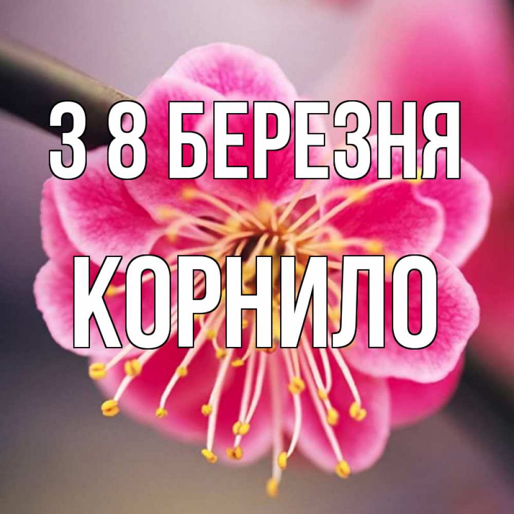 Открытка на каждый день з підписом, Корнило З 8 БЕРЕЗНЯ цветы Прикольна листівка з побажанням онлайн скачати безкоштовно 