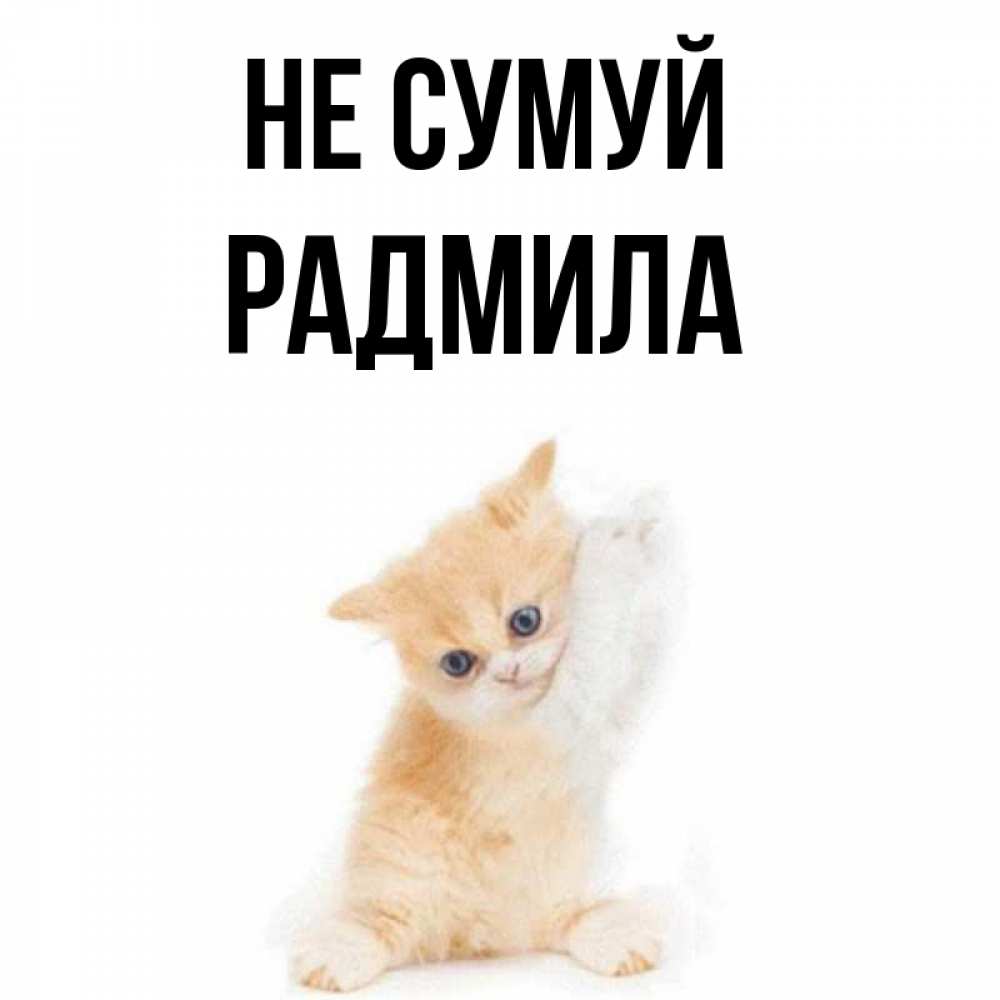 Открытка на каждый день з підписом, Радмила Не сумуй просящий кот Прикольна листівка з побажанням онлайн скачати безкоштовно 