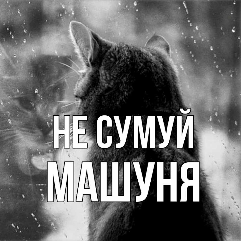 Открытка на каждый день з підписом, Машуня Не сумуй отражение кота 1 Прикольна листівка з побажанням онлайн скачати безкоштовно 