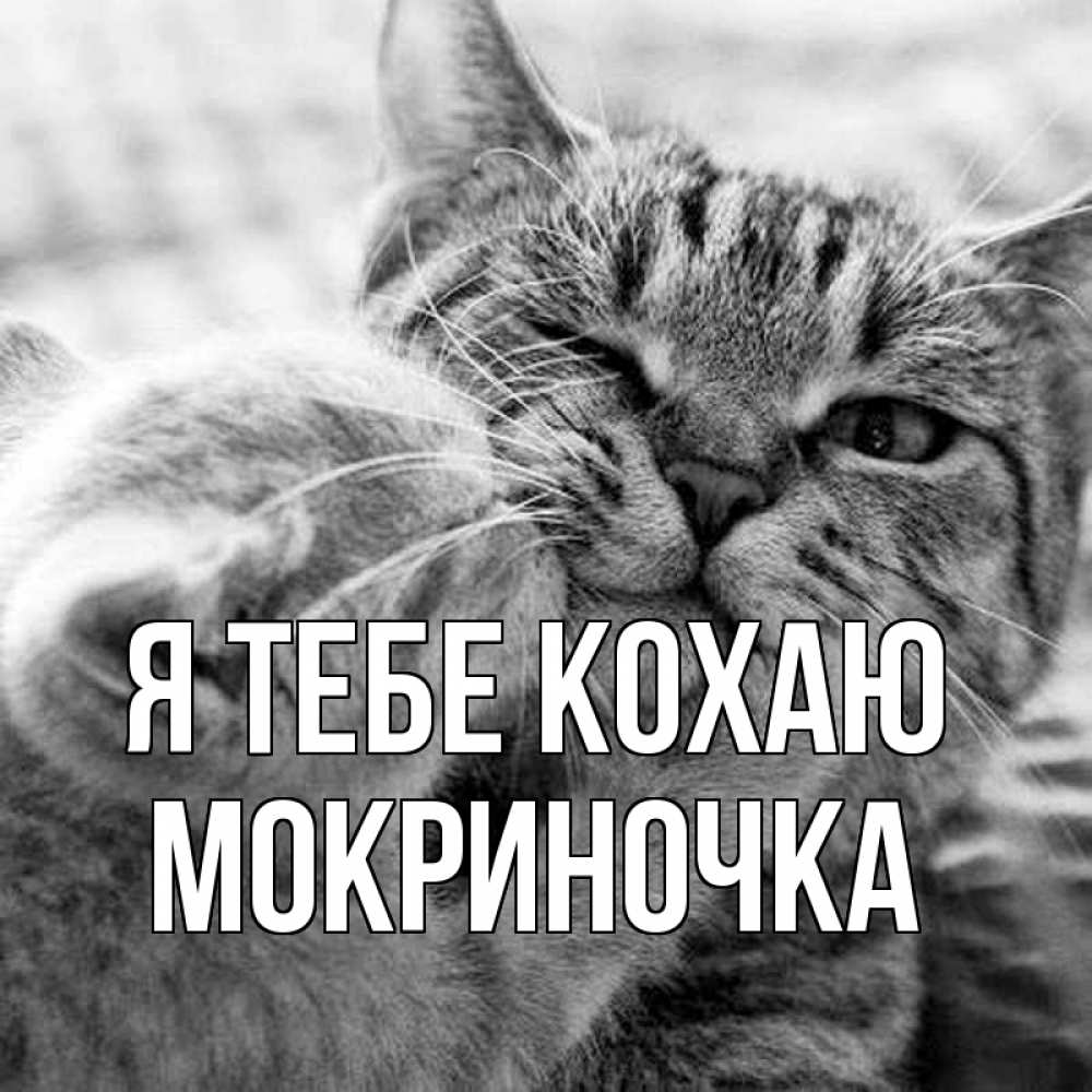Открытка на каждый день з підписом, Мокриночка Я тебе кохаю коты Прикольна листівка з побажанням онлайн скачати безкоштовно 