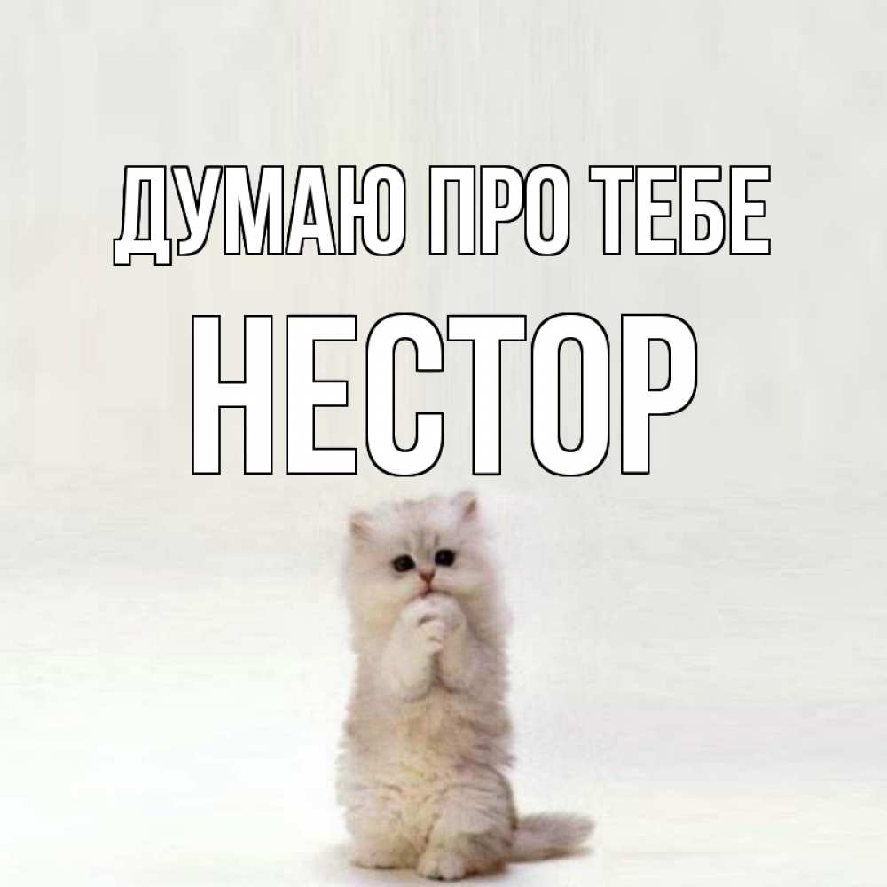 Открытка на каждый день з підписом, Нестор Думаю про тебе кот стоит на задних лапах Прикольна листівка з побажанням онлайн скачати безкоштовно 