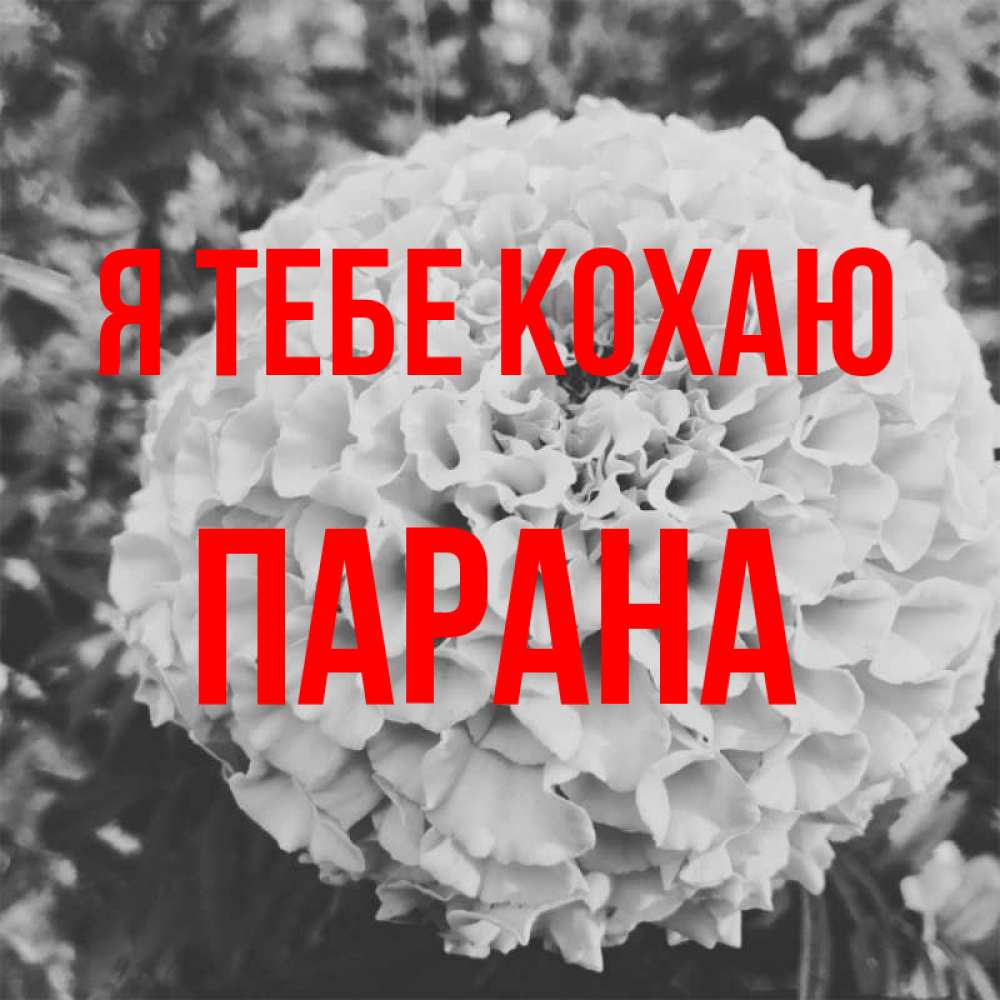 Открытка на каждый день з підписом, Парана Я тебе кохаю подпись Прикольна листівка з побажанням онлайн скачати безкоштовно 